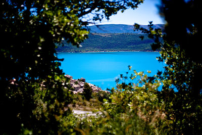 Close-up of fresh plants against clear sky