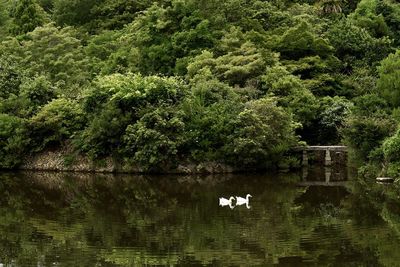 Scenic view of lake in forest