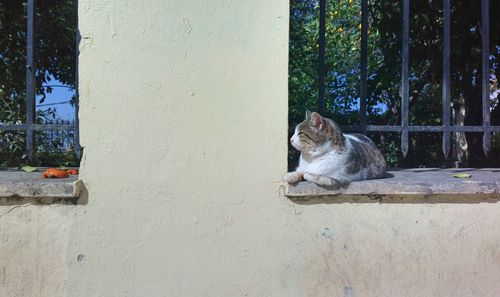 Cat sitting on wall