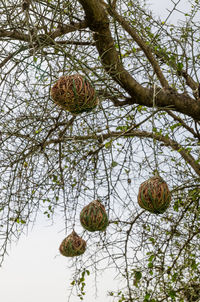 Low angle view of horse on tree