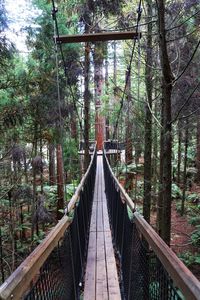 Bridge in forest