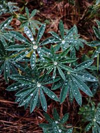 Close-up of wet leaves