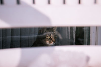 Close-up of cat looking away