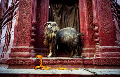 View of a monkey against the wall