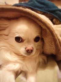 Close-up portrait of a dog