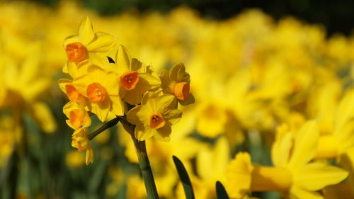 Close-up of bee on yellow flower