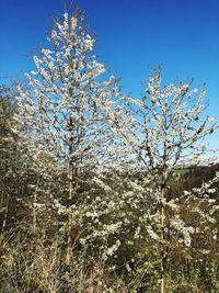 Low angle view of cherry blossom against blue sky