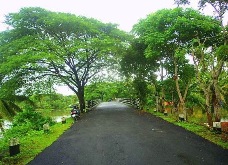 tree, the way forward, transportation, road, diminishing perspective, land vehicle, vanishing point, street, car, mode of transport, growth, country road, green color, nature, treelined, tranquility, sky, day, outdoors, clear sky