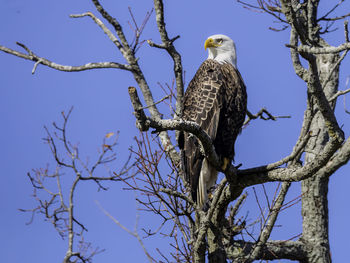 Bald eagle beautifully sitting on the top of the tree with rich blue skies behind