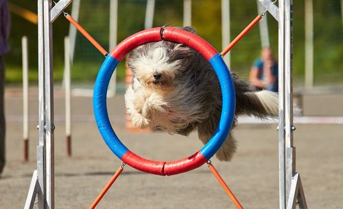 Close-up of golden gate on slide at playground