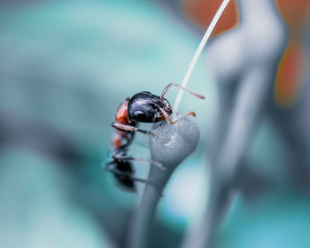 Close-up of ant