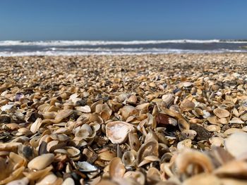 Surface level of shells on beach against sky