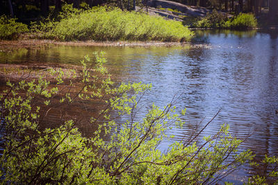 Scenic view of lake in forest