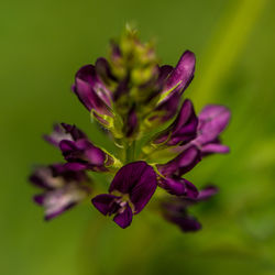 Close-up of purple flower