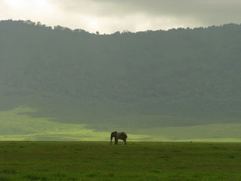 Scenic view of elephant on grassy field against forest