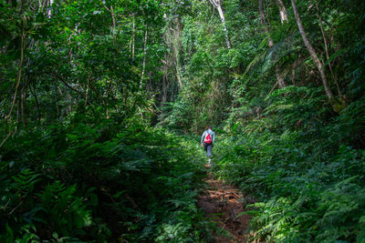 Rear view of man walking in forest