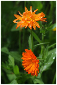 Close-up of orange marigold blooming outdoors