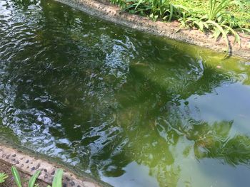 Reflection of plants in lake