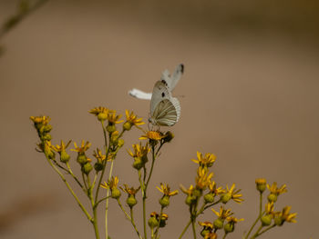 Close-up of butterfly pollinating flower