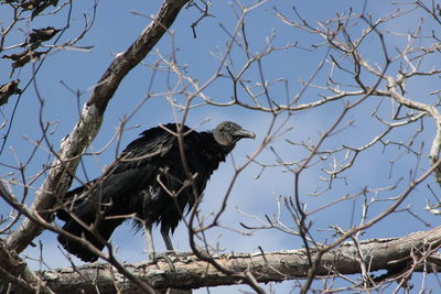 Low angle view of black vulture perching on bare tree