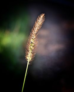 Close-up of reed growing in field