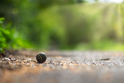 Close-up of snail on land