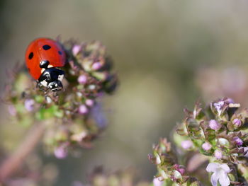 Close-up of ladybug on purple flower