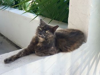 Portrait of cat sitting on wall