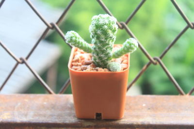 Close-up of potted plant on table