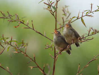 Bird perching on branch