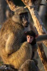 Chacma baboon sits in tree holding baby