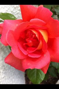 Close-up of pink rose blooming outdoors