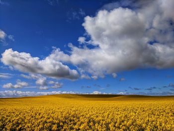 Scenic view of oilseed rape field against cloudy sky