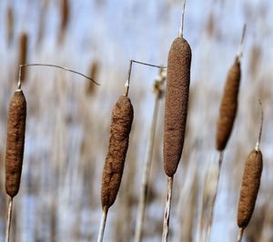 Close-up of dried plant hanging outdoors