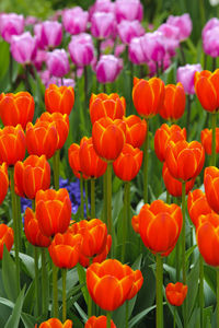Colorful blooming tulips