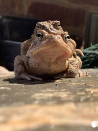 Close-up portrait of a lizard