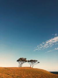 Tree on field against sky