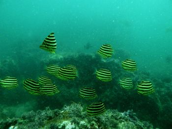 School of fish swimming in sea