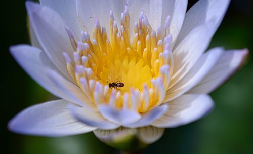 Close-up of bee on yellow flower