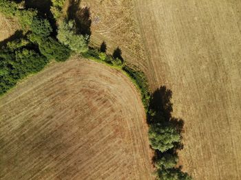 Plants growing on field