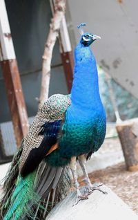 Close-up of peacock perching on wood