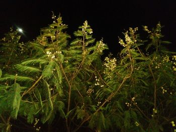 Plants at night