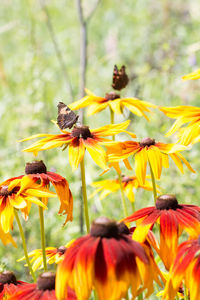 Close-up of honey bee on yellow flower