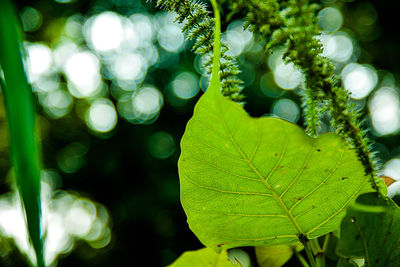 Close-up of fresh green leaves