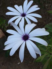 Close-up of white flower