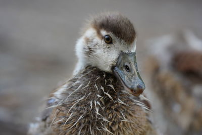 Close-up of a bird