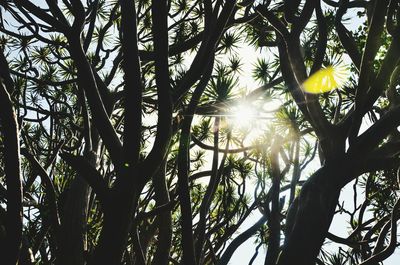 Low angle view of sun shining through tree