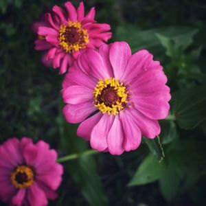 Close-up of pink flower