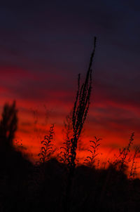 Silhouette of plants at sunset