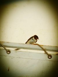 Bird in the background